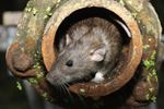 Ratten komen meestal vanuit het riool